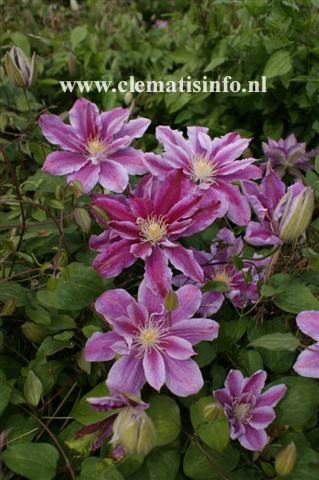 Clematis 'Ragamuffin'