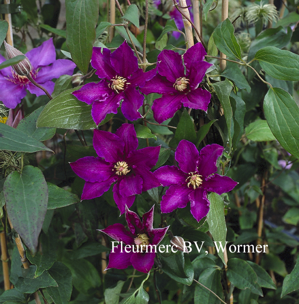 Clematis 'Richard Pennell'