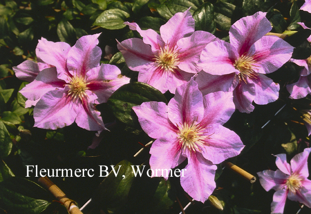 Clematis 'Sealand Gem'