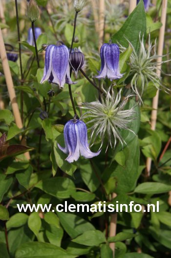 Clematis 'Swedish Bells' Clematis 'Swedish Bells'