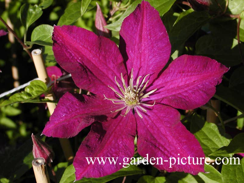 Clematis 'Syrena'