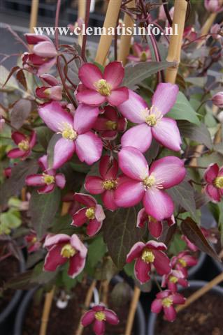 Clematis 'Van Gogh'