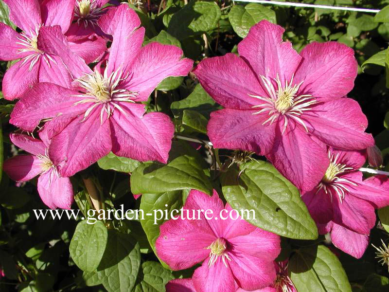 Clematis 'Ville de Lyon'