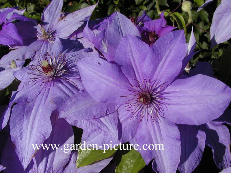 Clematis 'Violet Charm'