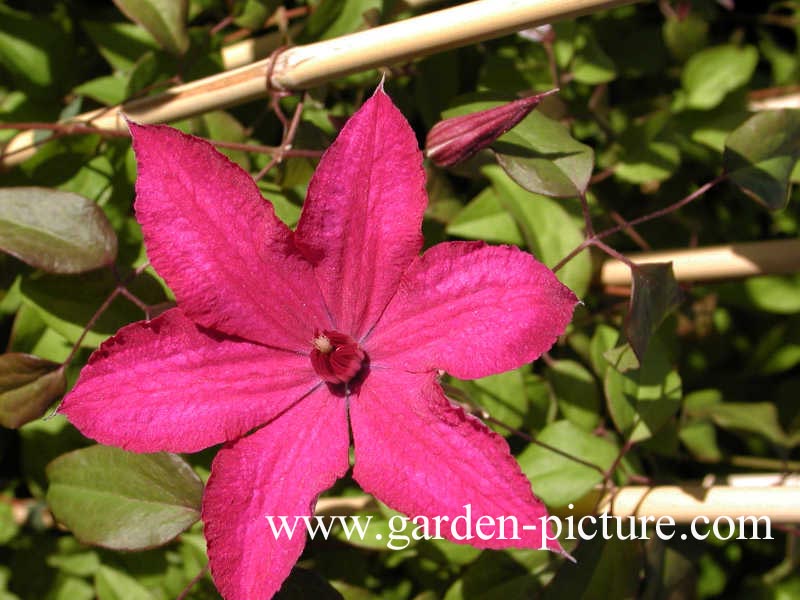 Clematis 'W.S. Callick'