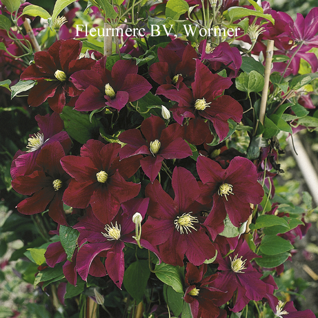 Clematis 'Warszawska Nike'