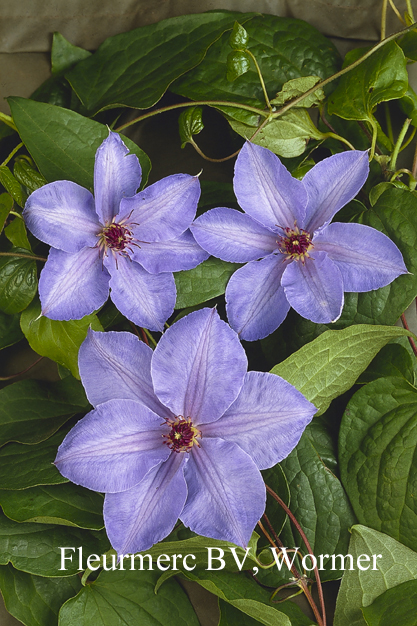 Clematis 'William Kennet'