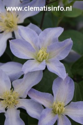 Clematis 'Zobadol' (BABY DOLL)