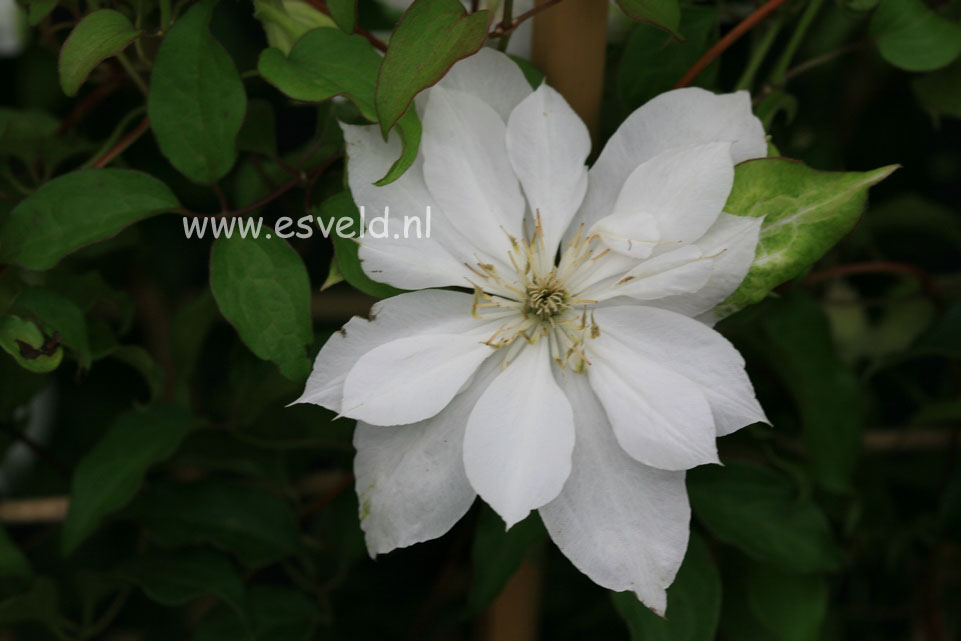 Clematis 'Zodado' (DANCING DORIEN)