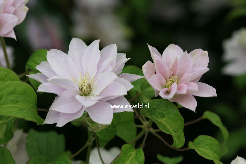 Clematis 'Zodaque' (DANCING QUEEN)