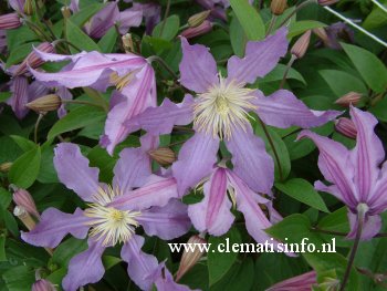Clematis 'Zoeastri' (EAST RIVER)