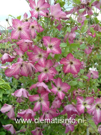 Clematis 'Zoiamha' (I AM HAPPY)