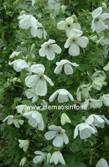 Clematis 'Zomacor' (MARIA CORNELIA)