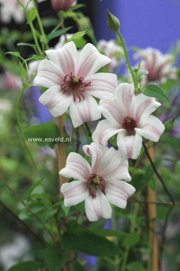 Clematis 'Zoprika' (PRINCESS KATE)