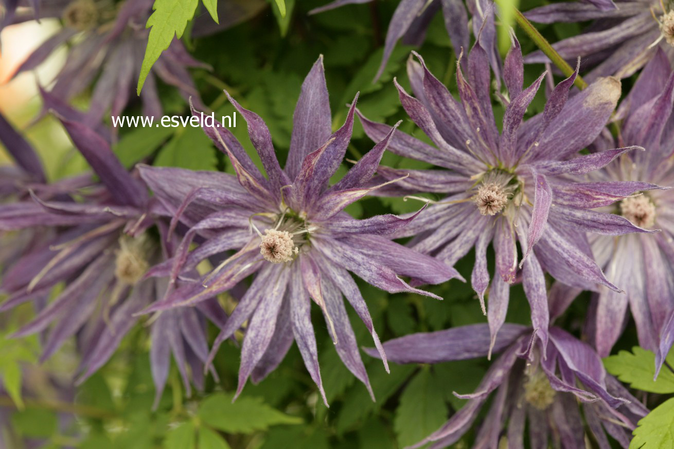 Clematis 'Zospi' (SPIKY)