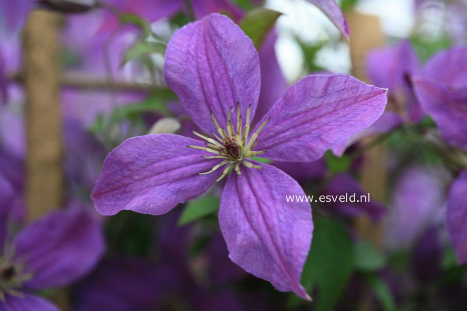 Clematis 'Zosusk' (SUNNY SKY)