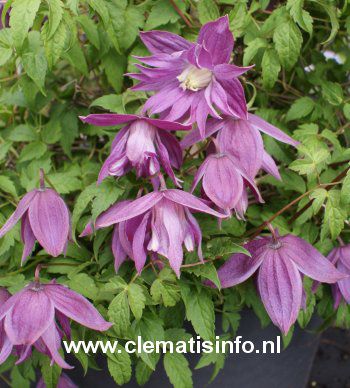 Clematis 'Zotrym' (TRY ME)