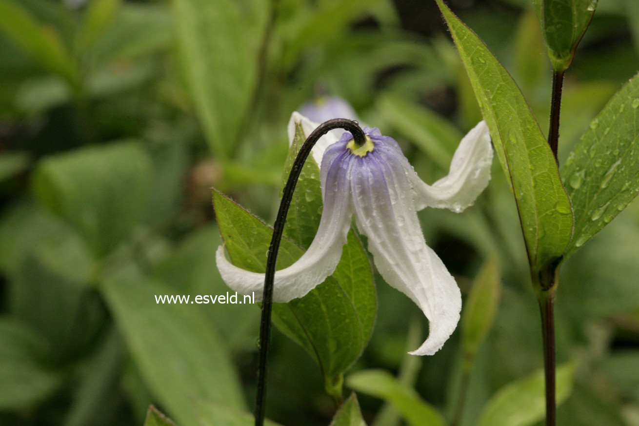 Clematis 'Zotwi' (TWINKLE)