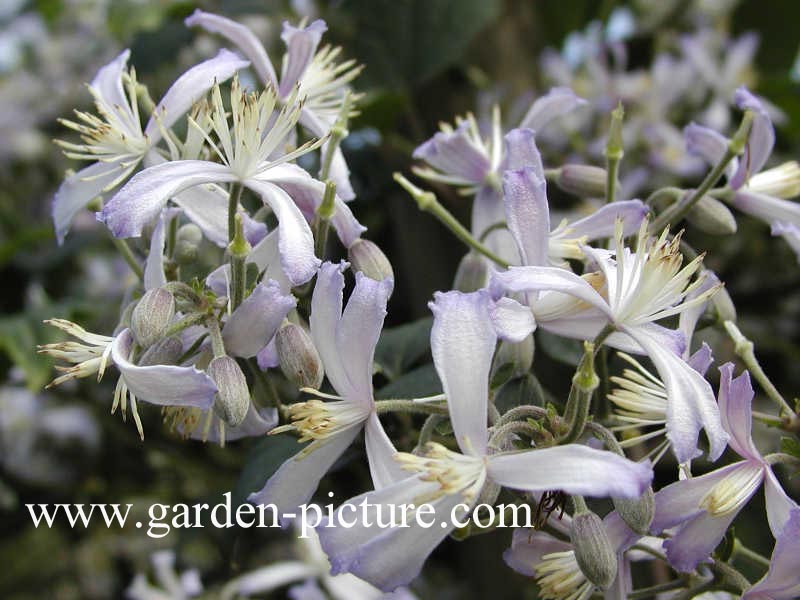 Clematis jouiniana 'Praecox'