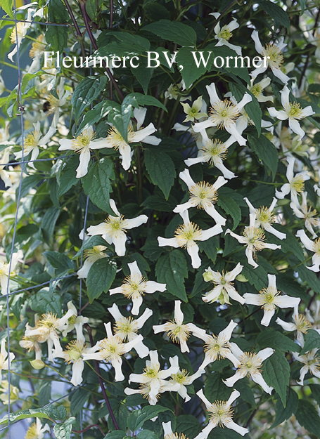 Afbeelding en beschrijving van Clematis montana wilsonii ...