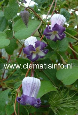 Clematis pitcheri (84816)