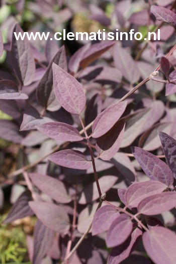 Clematis recta 'Velvet Night'