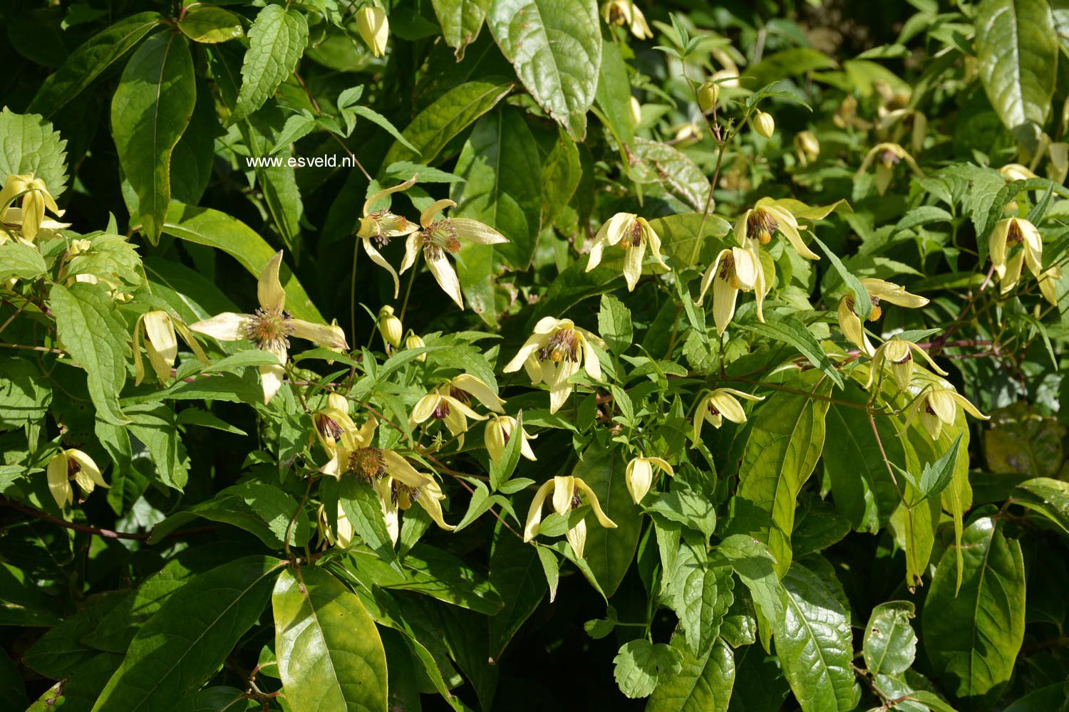 Clematis serratifolia