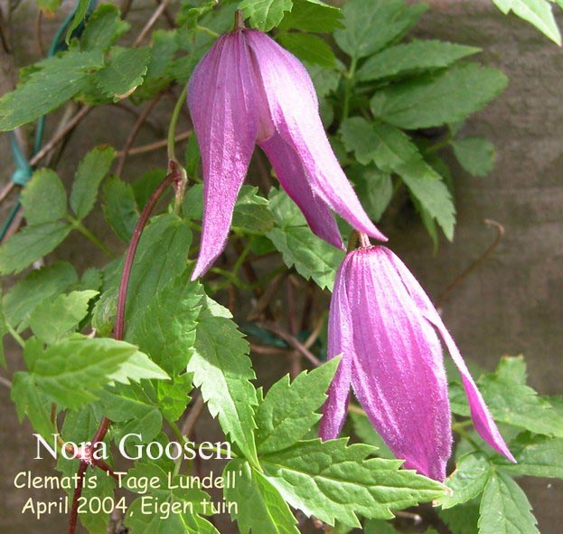 Clematis viticella 'Mrs. Tage Lundell'