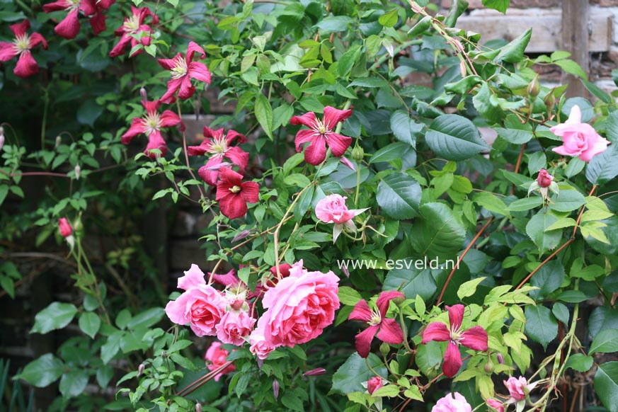 Clematis viticella 'Rubra'
