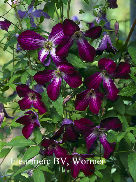 Clematis viticella 'Walenburg'
