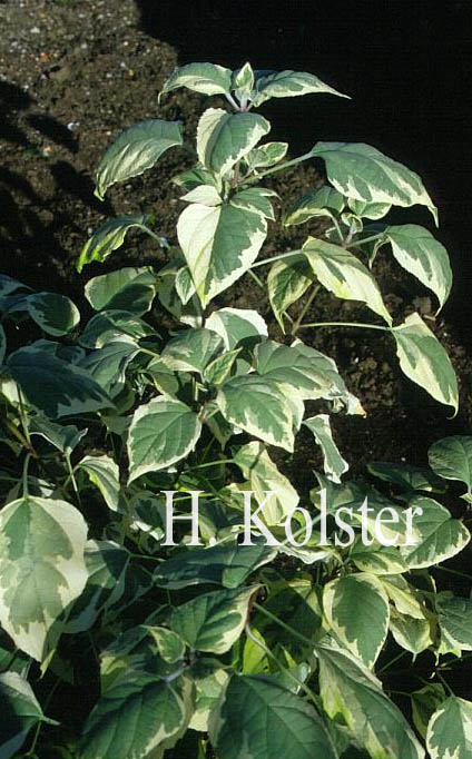 Clerodendrum trichotomum 'Carnival'