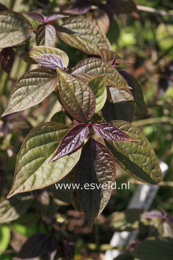 Clerodendrum trichotomum 'Purple Blaze'