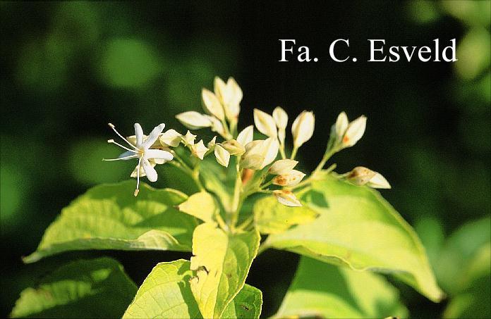 Clerodendrum trichotomum 'White Calyx'