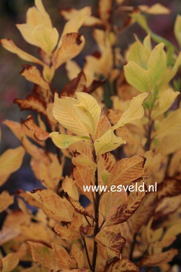 Clethra 'Hokie Pink'