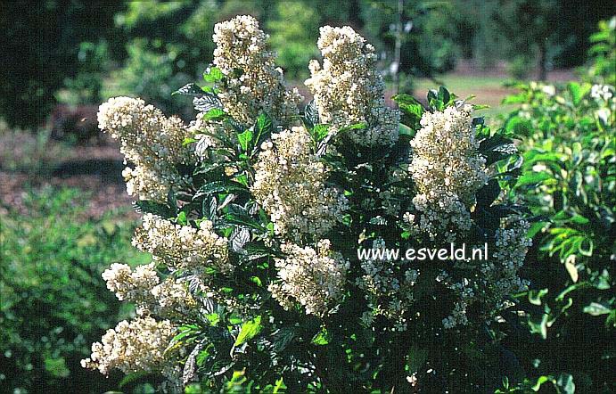 Clethra alnifolia 'Anne Bidwell'