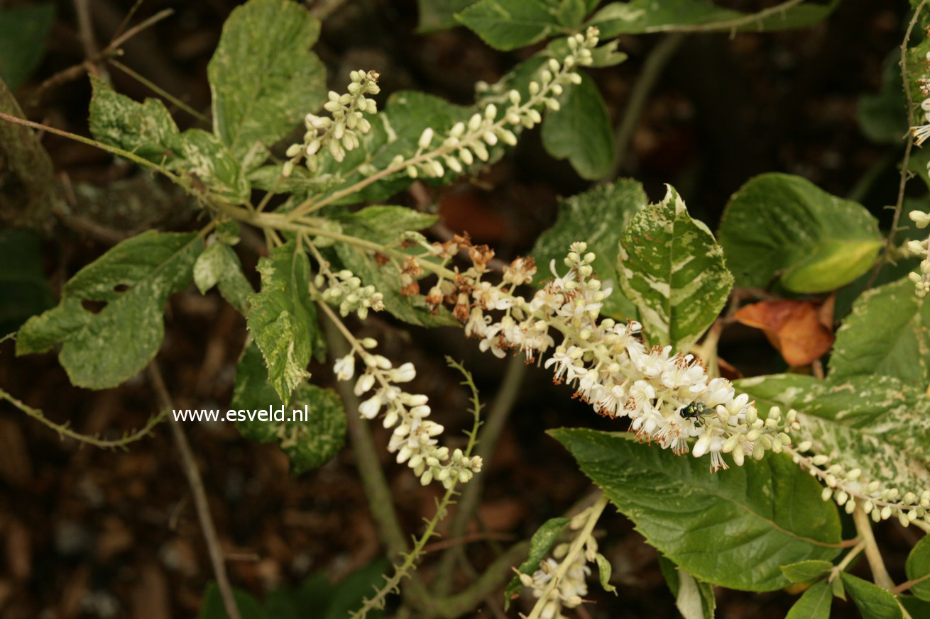 Clethra alnifolia 'Creel's Callico'