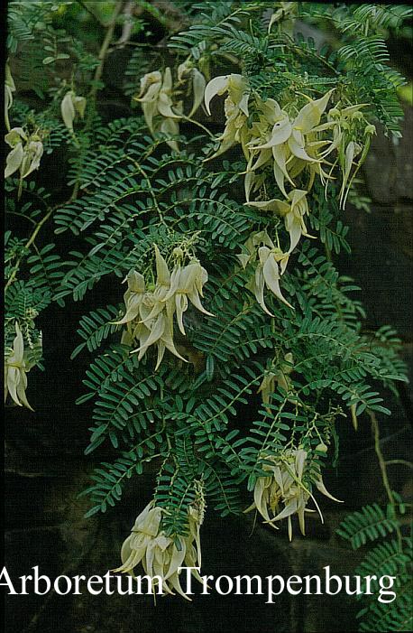 Clianthus puniceus albus Clianthus puniceus albus