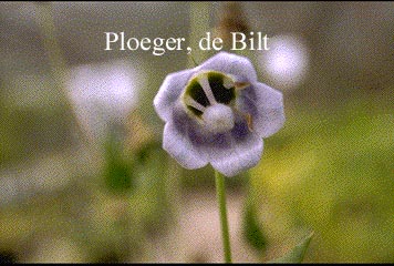 Codonopsis obtusa Codonopsis obtusa