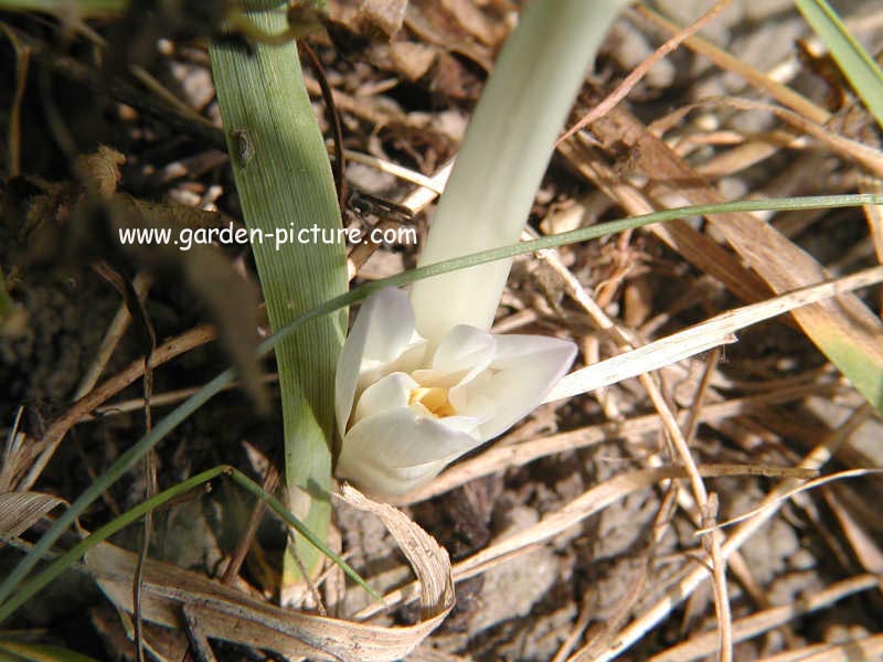 Colchicum autumnale