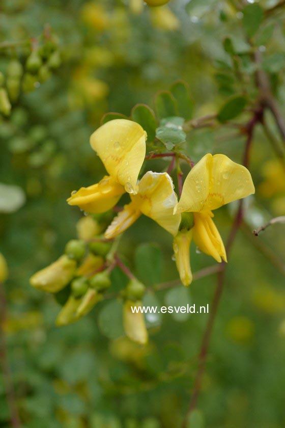 Colutea persica buhsei