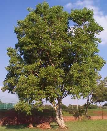 Combretum erythrophyllum