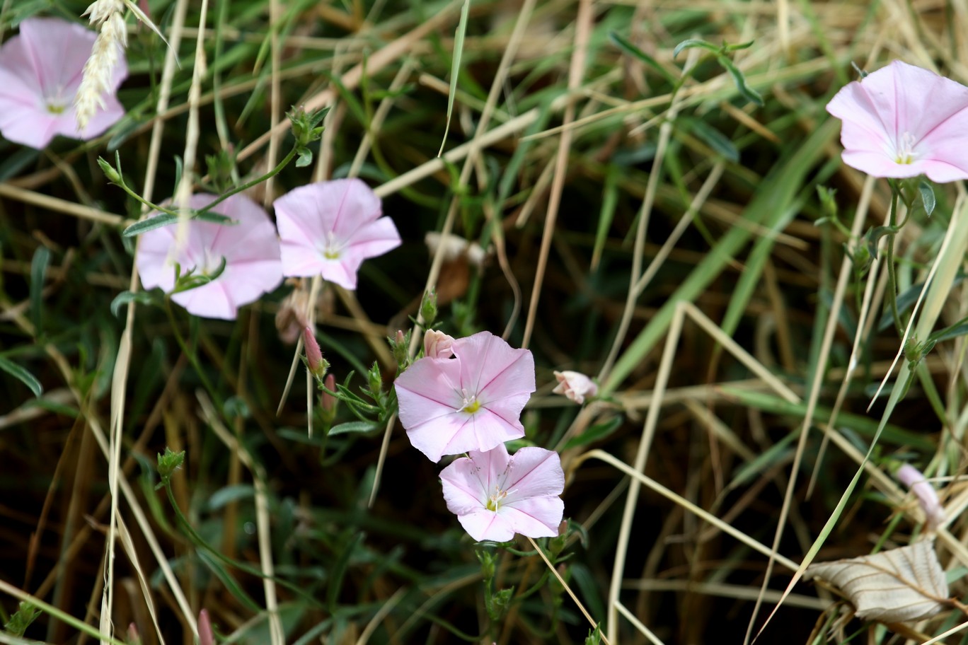 Convolvulus cantabrica