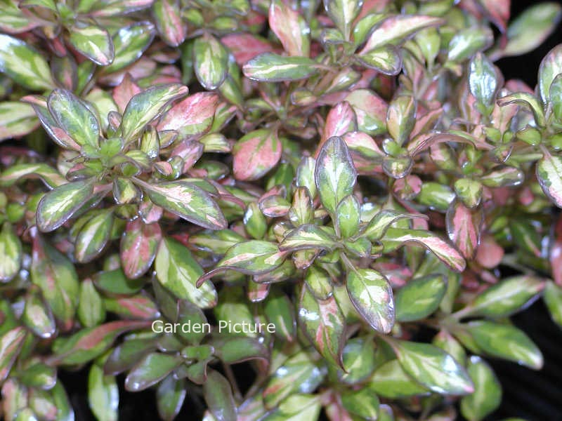 Coprosma 'Evening Glow'