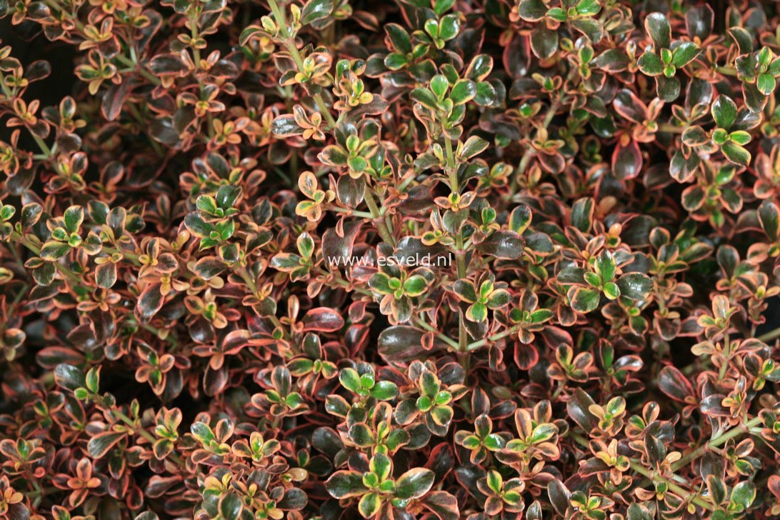 Coprosma 'Fire Burst'