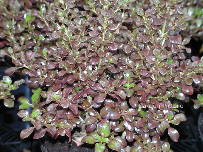 Coprosma 'Karo Red' (66998)