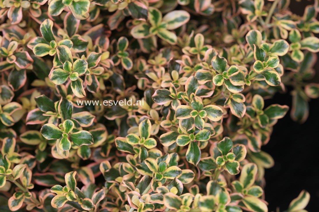Coprosma 'Rainbow Surprise'