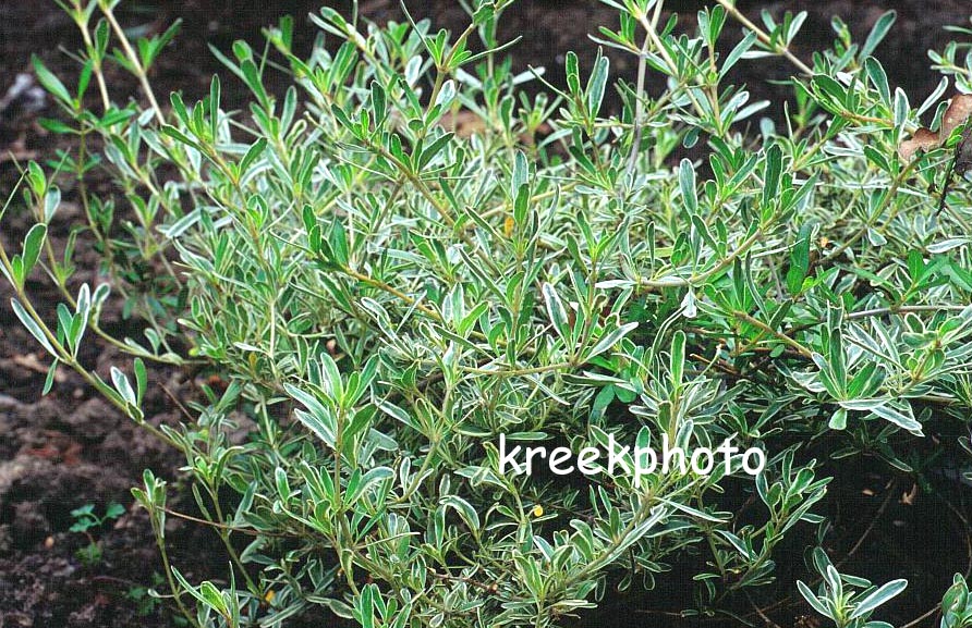 Coprosma kirkii 'Variegata'