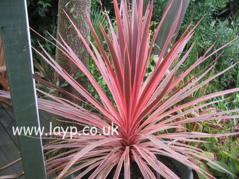 Cordyline australis 'Charlie Boy' Cordyline australis 'Charlie Boy'