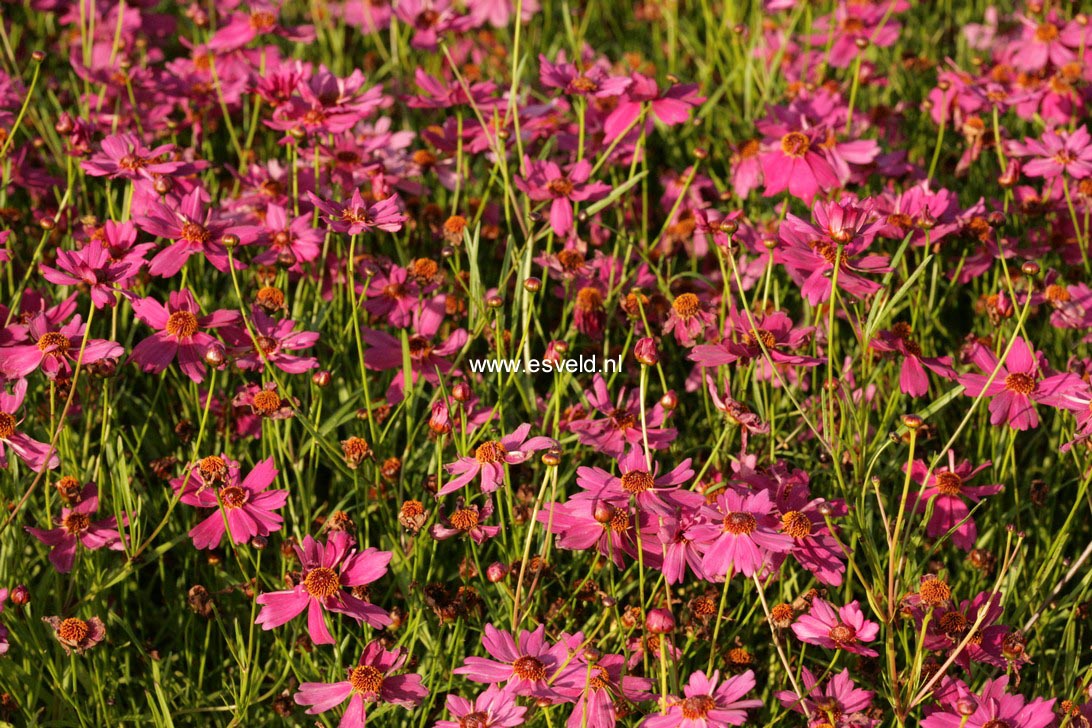 Coreopsis 'Limerock Passion' (48448)