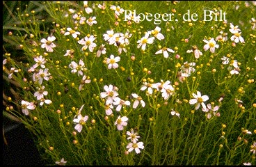 Coreopsis rosea 'Nana'